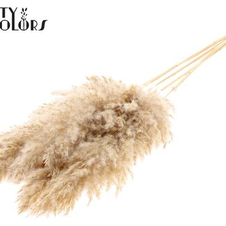 QC Gedroogde Gebleekte Pampas Pluimen | Kleur: Natuurlijk Wit Bruin | Lengte ± 100 centimeter | 5 pluimen per bos | Per bos