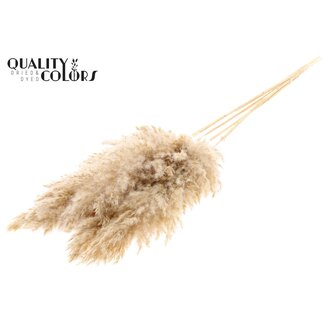QC Dried Bleached Pampas Plumes | Colour: Natural White Brown | Length ± 100 centimetre | 5 plumes per bunch | Per bunch