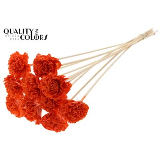 QC Shola Karnish Flower with wax on stem | Colour: Orange | Diameter 6 centimeter | Length ± 50 centimeter | 10 picks per bunch | Per bunch
