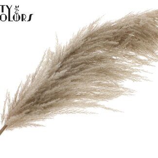 QC Gedroogde Pampas Pluimen | Kleur: Natuurlijk Bruin | Lengte ± 175 centimeter | Per pluim