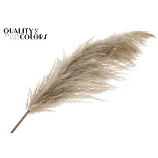QC Gedroogde Pampas Pluimen | Kleur: Natuurlijk Bruin | Lengte ± 175 centimeter | Per pluim