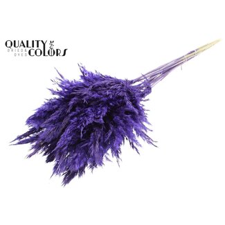 QC Dried Pampas Plumes | Colour: Purple | Pampas Dried Flowers | Length ± 70 centimetre | 10 plumes per bunch | Per bunch