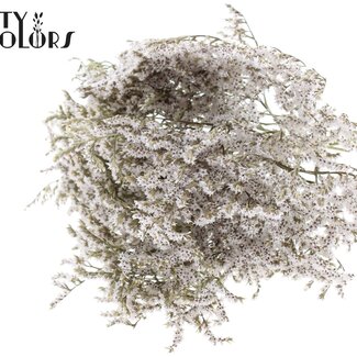 QC Lavande de mer séchée | Couleur: Blanc naturel | Limonium Tataricum fleurs séchées | Longueur ± 30 cm | Poids 45 gram | Par bouquet