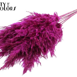 QC Plumes de Pampas Séchées | Couleur : Lilas | Fleurs Séchées Pampas | Longueur ± 70 centimètres | 10 plumes par bouquet | Par bouquet
