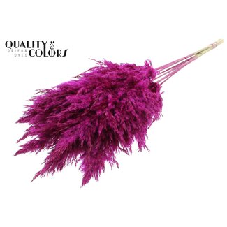 QC Gedroogde Pampas Pluimen | Kleur: Lilakleurig | Pampas Droogbloemen | Lengte ± 70 centimeter | 10 pluimen per bos | Per bos