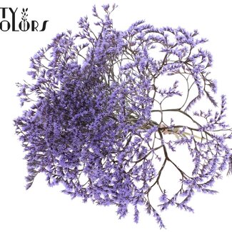 QC Dried Sea Lavender | Colour: Lilac Purple | Limonium Tataricum Dried Flowers | Length ± 30 cm | Weight 45 grams | Per bunch