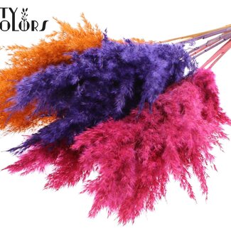 QC Dried Pampas Plumes “Sunset Vibes Mix” | Colour: Mixed Colours | Pampas Dried Flowers | Length ± 70 centimetre | 10 plumes per bunch | Per bunch