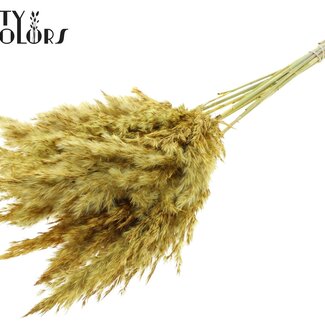 QC Dried Pampas Plumes | Colour: Dark yellow | Pampas Dried Flowers | Length ± 70 centimetre | 10 plumes per bunch | Per bunch