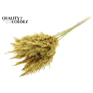 QC Getrocknete Pampasplumen | Farbe: Dunkelgelb | Pampas Trockenblumen | Länge ± 70 centimeter | 10 Pluimen pro Bund | Pro Bund