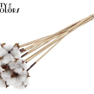 QC Katoenpeul op stok | Kleur: Natuurlijk Wit Bruin | Katoenpeul Bijsteker | Lengte ± 50 centimeter | 10 bijstekers per bos | Per bos