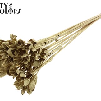 QC Bowls on a stick | Colour: Gold | Beech Nut Seed Pod Insert | Length ± 50 centimetres | 10 inserts per bunch