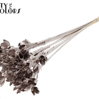 QC Bakuli on a stick | Colour: Champagne | Beech Nut Seed Pod Pick | Length ± 50 centimetres | 10 picks per bunch