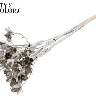 QC Bowls on stick | Colour: Platinum-coloured | Beech Nut Seed Pod Stick-in | Length ± 50 centimetres | 10 sticks per bunch