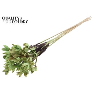 QC Bakuli op stok | Kleur: Mintgroen | Beukennoot Zaaddoos Bijsteker | Lengte ± 50 centimeter | 10 bijstekers per bos | Per bos