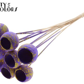 QC Gedroogde Bellgums | Kleur: Gespetterd Paars Geel | Bell Cup Bijsteker | Lengte ± 50 centimeter | 10 bijstekers per bos | Per bos