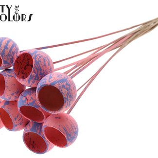 QC Gedroogde Bellgums | Kleur: Gespetterd Roze Milkapaars | Bell Cup Bijsteker | Lengte ± 50 centimeter | 10 bijstekers per bos | Per bos