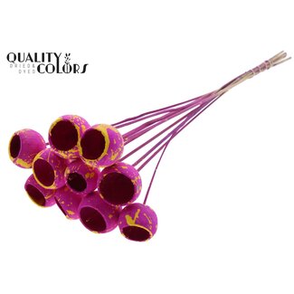 QC Gedroogde Bellgums | Kleur: Gespetterd Lila Geel | Bell Cup Bijsteker | Lengte ± 50 centimeter | 10 bijstekers per bos | Per bos