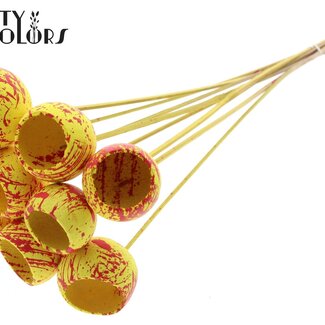 QC Dried Bellgums | Colour: Speckled Yellow Red | Bell Cup Pick | Length ± 50 centimetres | 10 picks per bunch