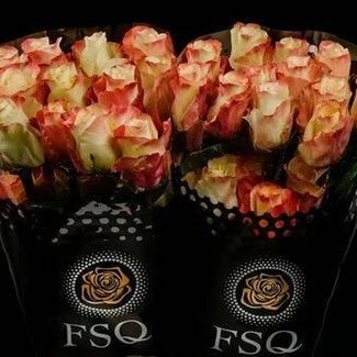 Freshy Grootbloemige Roos “Aubade” | Kleur: Rood | Lengte ± 50 centimeter | Herkomst Ecuador | Per 20 stelen