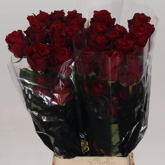 Freshy Grootbloemige Roos “Explorer” | Kleur: Rood | Lengte ± 70 centimeter | Herkomst Ecuador | Per 20 stelen
