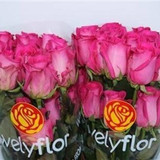 Freshy Grootbloemige Roos “Topaz” | Kleur: Roze | Lengte ± 60 centimeter | Herkomst Ecuador | Per 25 stelen