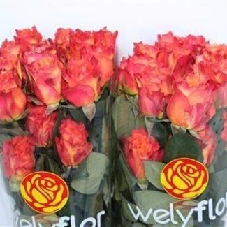 Freshy Grootbloemige Roos “Free Spirit” | Kleur: Rood | Lengte ± 50 centimeter | Herkomst Ecuador | Per 25 stelen