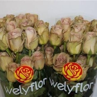 Freshy Grootbloemige Roos “Amnesia” | Kleur: Paars | Lengte ± 50 centimeter | Herkomst Ecuador | Per 25 stelen