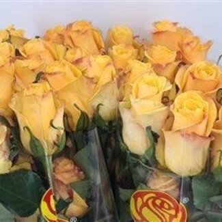 Freshy Roos Bumble Bee