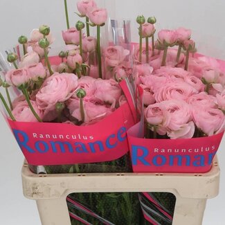 Freshy Ranunculus Ranonkel Brushmark “Braga” | Kleur: Gemengde Kleuren | Lengte ± 50 centimeter | Gewicht ± 30 gram per tak | Per 10 stelen