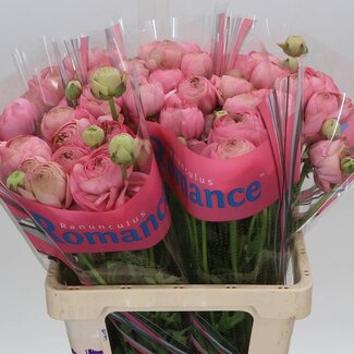 Freshy Ranunculus Ranonkel Romance “Nohant Dark” | Kleur: Gemengde Kleuren | Lengte ± 60 centimeter | Gewicht ± 35 gram per tak | Per 10 stelen