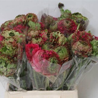 Freshy Ranunculus Ranonkel Ponpon XXL “Aladdin” | Kleur: Gemengde Kleuren | Lengte ± 45 centimeter | Per 10 stelen