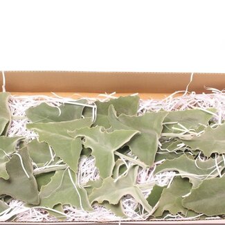 Freshy Kalanchoe Blad Klein