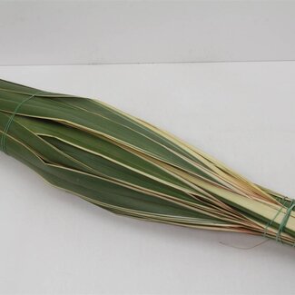 Freshy Phormium