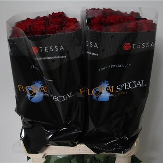 Freshy Grootbloemige Roos “Explorer” | Kleur: Rood | Lengte ± 50 centimeter | Herkomst Ecuador | Per 20 stelen