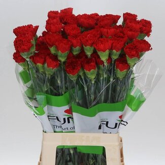 Freshy Lange Anjer “Funza Red Marthe” | Kleur: Rood | Lengte ± 70 centimeter | Per 20 stelen