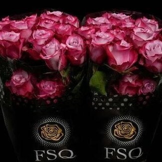 Freshy Grootbloemige Roos “Deep Purple” | Kleur: Roze | Lengte ± 50 centimeter | Herkomst Ecuador | Per 20 stelen