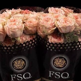 Freshy Grootbloemige Roos “Exotic Berry” | Kleur: Roze | Lengte ± 50 centimeter | Herkomst Ecuador | Per 24 stelen