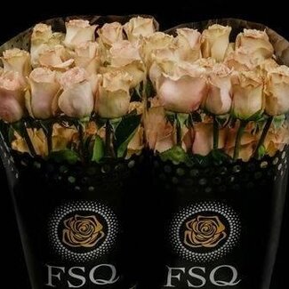 Freshy Grootbloemige Roos “Quicksand” | Kleur: Roze | Lengte ± 60 centimeter | Herkomst Ecuador | Per 20 stelen