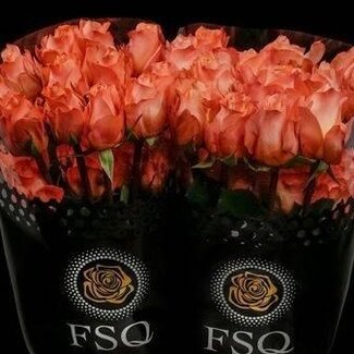 Freshy Grootbloemige Roos “Coral Reef” | Kleur: Roze | Lengte ± 50 centimeter | Herkomst Ecuador | Per 20 stelen