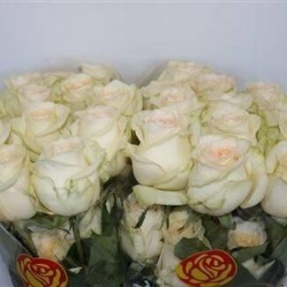 Freshy Grootbloemige Roos “Candlelight” | Kleur: Geel | Lengte ± 40 centimeter | Per 25 stelen