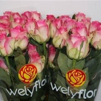 Freshy Grootbloemige Roos “Malibu” | Kleur: Roze | Lengte ± 50 centimeter | Per 25 stelen