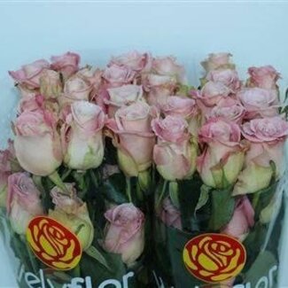 Freshy Grootbloemige Roos “Faith” | Kleur: Roze | Lengte ± 40 centimeter | Per 25 stelen