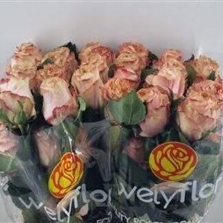 Freshy Grootbloemige Roos “Princess Crown” | Kleur: Roze | Lengte ± 40 centimeter | Per 25 stelen