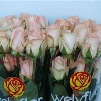 Freshy Grootbloemige Roos “Tiffany” | Kleur: Roze | Lengte ± 50 centimeter | Per 25 stelen