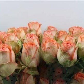 Freshy Grootbloemige Roos “Country Home” | Kleur: Oranje | Lengte ± 50 centimeter | Gewicht ± 25 gram per tak | Herkomst Ecuador | Per 25 stelen