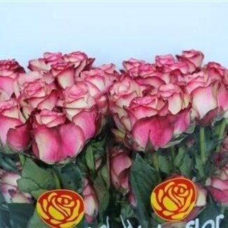 Freshy Grootbloemige Roos “Paloma” | Kleur: Roze | Lengte ± 50 centimeter | Herkomst Ecuador | Per 25 stelen