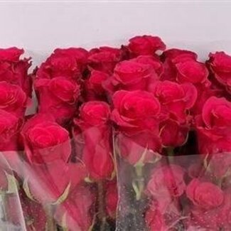 Freshy Grootbloemige Roos “Jacaranda” | Kleur: Roze | Lengte ± 60 centimeter | Gewicht ± 25 gram per tak | Herkomst Ecuador | Per 25 stelen