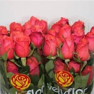 Freshy Grootbloemige Roos “Hard Rock LL” | Kleur: Roze | Lengte ± 40 centimeter | Gewicht ± 25 gram per tak | Per 25 stelen