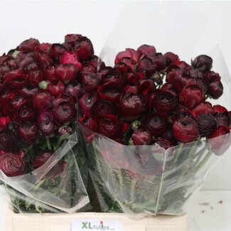 Freshy Ranunculus Ranonkel Elegance “Violet” | Kleur: Gemengde Kleuren | Lengte ± 40 centimeter | Per 50 stelen
