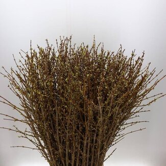 Freshy Forsythia Intermedia “Spectabilis” | Kleur: Geel | Lengte ± 110 centimeter | Per 10 takken